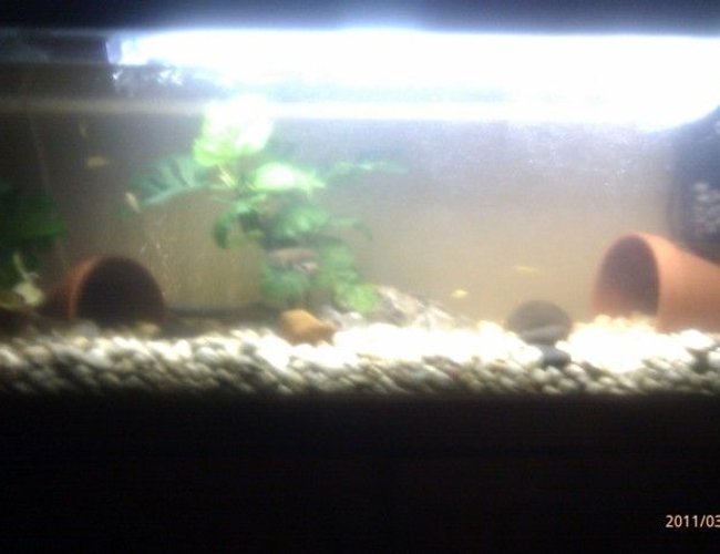200 gallons planted tank (mostly live plants and fish) - my yabbies in 4ft tank 200 gallons planted tank (mostly live plants and fish) - my yabbies in 4ft tank