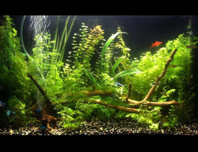 33 gallons planted tank (mostly live plants and fish) - my first planted aquarium... set up for about 7 months now. 10Hr's photo period, L.E.D moon lights. No C02 system. Internal filter pump filled with active carbon. Water is around 25-26 degrees celcius. Excel is used for plant carbon... no algae problems visible. 33 gallons planted tank (mostly live plants and fish) - my first planted aquarium... set up for about 7 months now. 10Hr's photo period, L.E.D moon lights. No C02 system. Internal filter pump filled with active carbon. Water is around 25-26 degrees celcius. Excel is used for plant carbon... no algae problems visible.