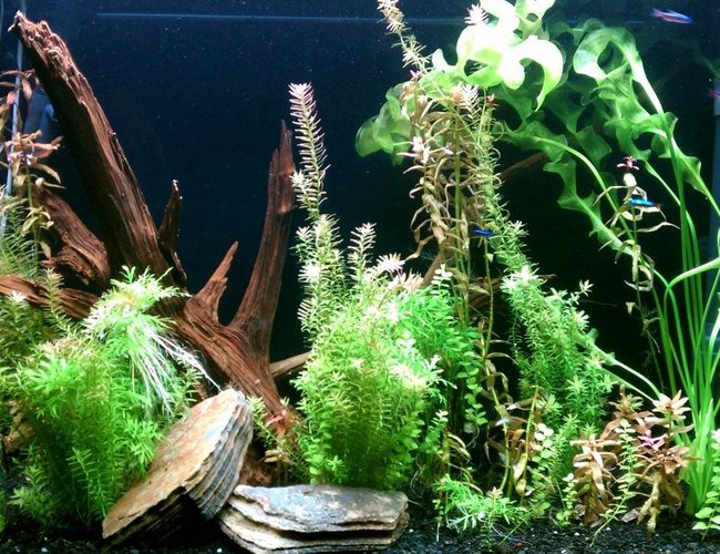 45 gallons planted tank (mostly live plants and fish) - 45 gallon all-natural planted tank with cardinal tetras. 45 gallons planted tank (mostly live plants and fish) - 45 gallon all-natural planted tank with cardinal tetras.