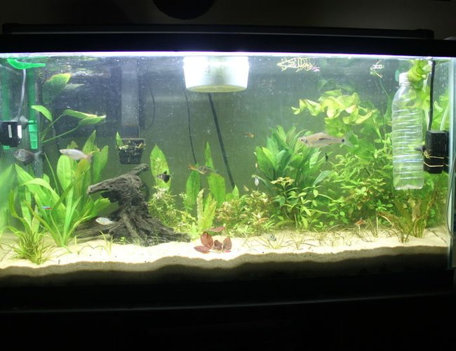 38 gallons planted tank (mostly live plants and fish) - the jungle 38 gallons planted tank (mostly live plants and fish) - the jungle