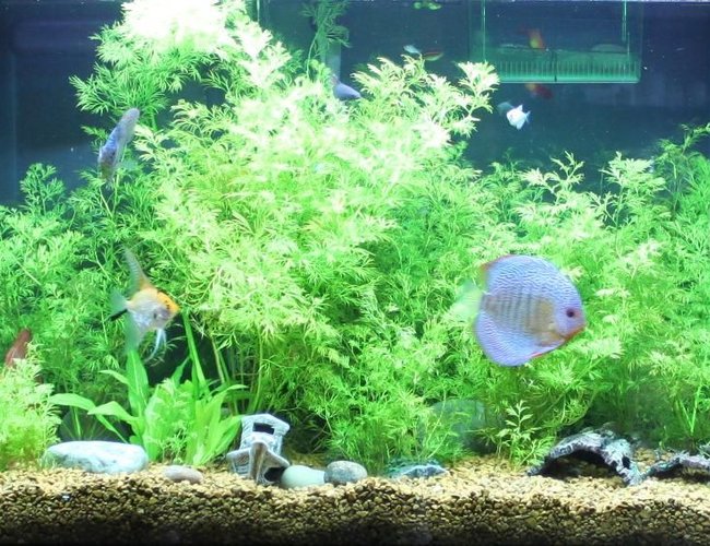 65 gallons planted tank (mostly live plants and fish) - Main Pic. Please vote and let me know what you think and recommendations. 65 gallons planted tank (mostly live plants and fish) - Main Pic. Please vote and let me know what you think and recommendations.