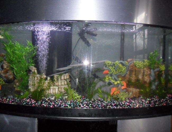 80 gallons planted tank (mostly live plants and fish) - My 80 gallon setup misc convicts and live plants Pic is not the best ill try for another one soon 80 gallons planted tank (mostly live plants and fish) - My 80 gallon setup misc convicts and live plants Pic is not the best ill try for another one soon