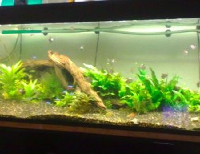 105 gallons planted tank (mostly live plants and fish) - Got No Money No Work, So It Does Not Look So Nice :( 105 gallons planted tank (mostly live plants and fish) - Got No Money No Work, So It Does Not Look So Nice :(