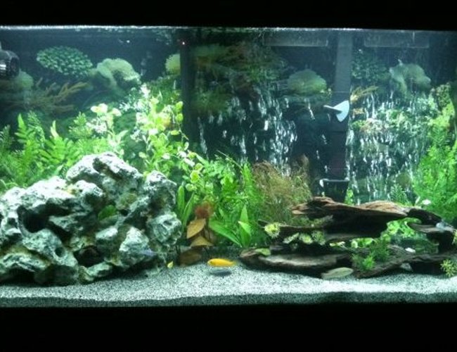 60 gallons planted tank (mostly live plants and fish) - More of cichlid tank 60 gallons planted tank (mostly live plants and fish) - More of cichlid tank