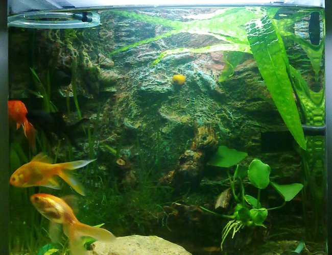 9 gallons planted tank (mostly live plants and fish) - front view 9 gallons planted tank (mostly live plants and fish) - front view