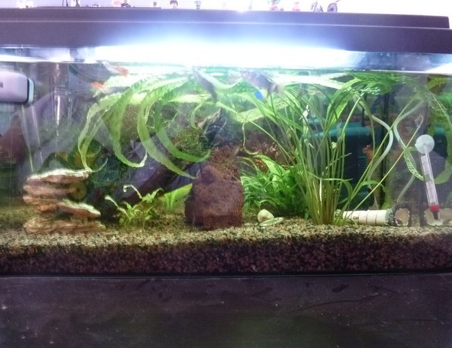 54 gallons planted tank (mostly live plants and fish) - 2tal cool picture of my fishtank 54 gallons planted tank (mostly live plants and fish) - 2tal cool picture of my fishtank