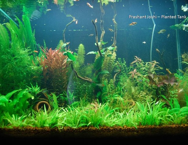 53 gallons planted tank (mostly live plants and fish) - my planted tank 53 gallons planted tank (mostly live plants and fish) - my planted tank