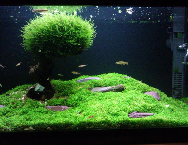 15 gallons planted tank (mostly live plants and fish) - Please forgive the quality, was taken with a phone. 15 gallons planted tank (mostly live plants and fish) - Please forgive the quality, was taken with a phone.