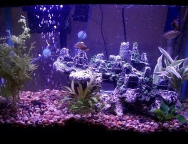 10 gallons planted tank (mostly live plants and fish) - my ten gallon south american cichlid tank 10 gallons planted tank (mostly live plants and fish) - my ten gallon south american cichlid tank
