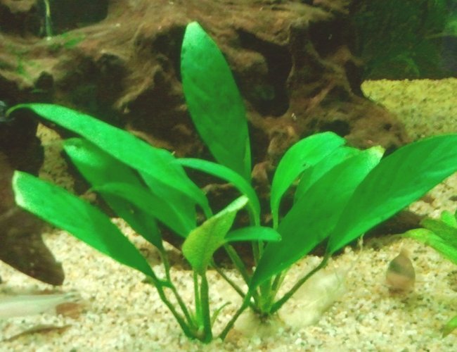 66 gallons planted tank (mostly live plants and fish) - Just one the sword plants I have in the tank. I only have one artificial plant. Pretty pleased that I've been able to keep my plants alive and growing!! I think its the T-5 corallife light. 66 gallons planted tank (mostly live plants and fish) - Just one the sword plants I have in the tank. I only have one artificial plant. Pretty pleased that I've been able to keep my plants alive and growing!! I think its the T-5 corallife light.
