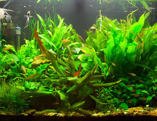 71 gallons planted tank (mostly live plants and fish) - The tank a few months on... 71 gallons planted tank (mostly live plants and fish) - The tank a few months on...
