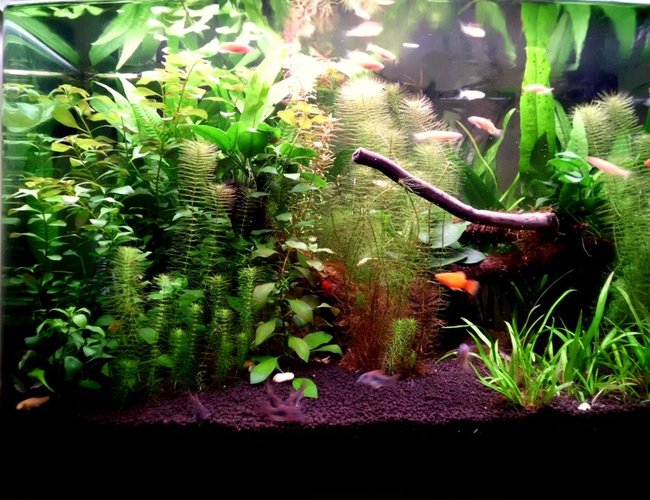 24 gallons planted tank (mostly live plants and fish) - This aquascape looks much better in real life. 24 gallons planted tank (mostly live plants and fish) - This aquascape looks much better in real life.