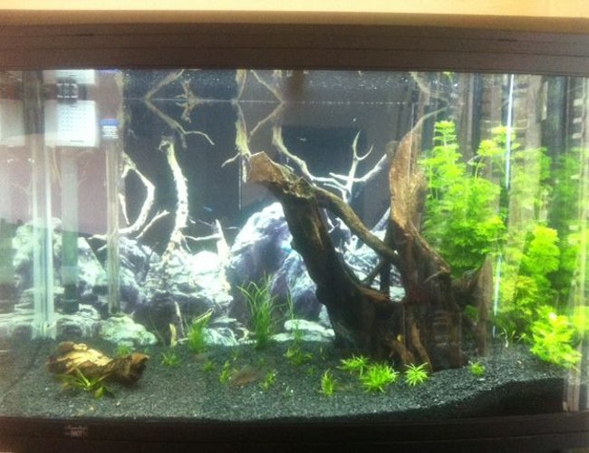 65 gallons planted tank (mostly live plants and fish) - Aqua One 980T
Trying to replicate a South American Clearwater stream!! Help wanted :) 65 gallons planted tank (mostly live plants and fish) - Aqua One 980T
Trying to replicate a South American Clearwater stream!! Help wanted :)