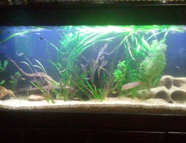 66 gallons planted tank (mostly live plants and fish) - my tank 66 gallons planted tank (mostly live plants and fish) - my tank