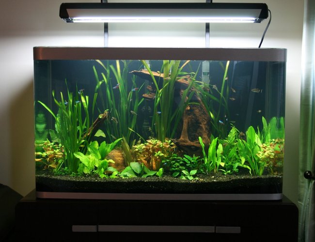 68 gallons planted tank (mostly live plants and fish) - fluval osaka 68 gallons planted tank (mostly live plants and fish) - fluval osaka