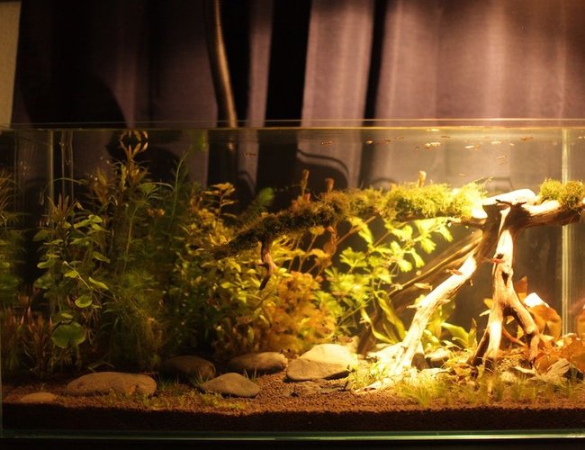 48 gallons planted tank (mostly live plants and fish) - ADA 90P 48 gallons planted tank (mostly live plants and fish) - ADA 90P
