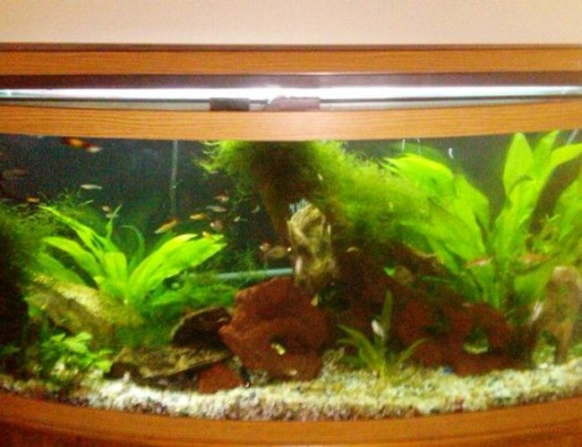 72 gallons planted tank (mostly live plants and fish) - I have a natural tank, no fake plants, rocks or other decorations and I use Ehiem canister as my filter. 72 gallons planted tank (mostly live plants and fish) - I have a natural tank, no fake plants, rocks or other decorations and I use Ehiem canister as my filter.