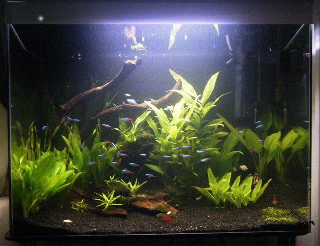 50 gallons planted tank (mostly live plants and fish) - my tank after a bit more remodeling :) 50 gallons planted tank (mostly live plants and fish) - my tank after a bit more remodeling :)