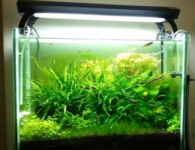 28 gallons planted tank (mostly live plants and fish) - nature H2O 28 gallons planted tank (mostly live plants and fish) - nature H2O