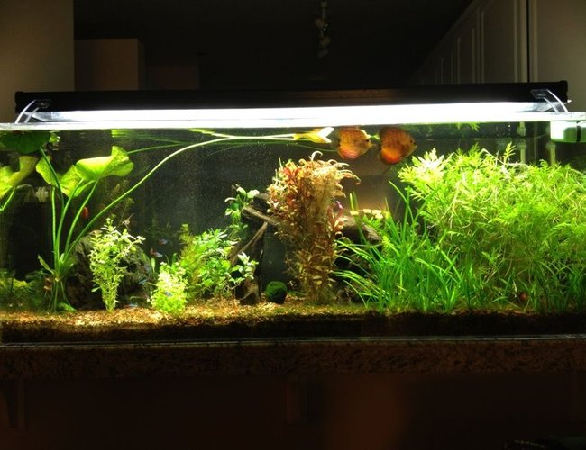 60 gallons planted tank (mostly live plants and fish) - 60gal ("Pass Through") 60 gallons planted tank (mostly live plants and fish) - 60gal ("Pass Through")