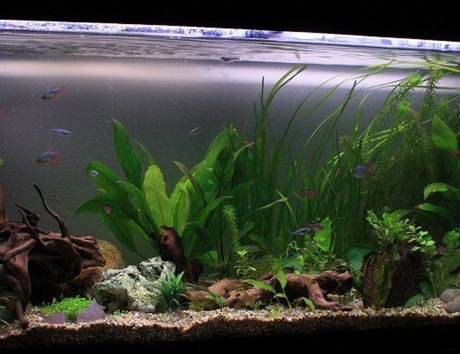 64 gallons planted tank (mostly live plants and fish) - Front side view 64 gallons planted tank (mostly live plants and fish) - Front side view