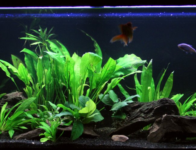 90 gallons planted tank (mostly live plants and fish) 90 gallons planted tank (mostly live plants and fish)
