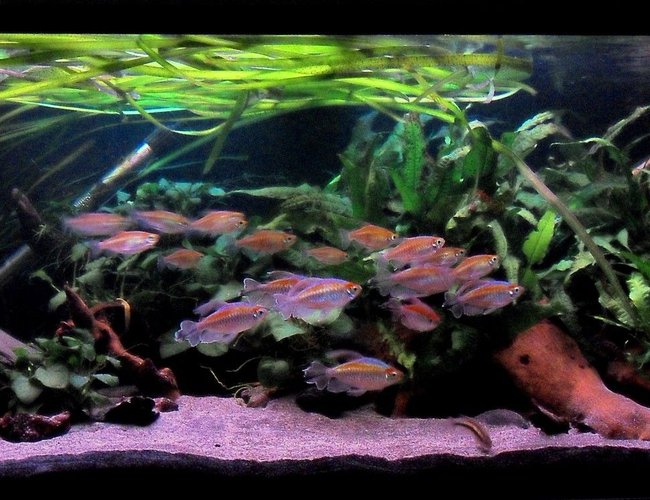 90 gallons planted tank (mostly live plants and fish) - 90 gallon wider that it is tall as
it was originally home to 6 axolotls
and floor space was more important
than water depth. Sand substrate,
extreme low light.
It is now a planted african river
biotope tank. (yeah I know java fern
isnt african)
All fish are African riverine
species including:
1 x Elephant nose,
1 x African Brown Knife Fish,
6 x Featherfin Synodontis Catfish,
2 x Upsidedown Catfish,
2 x Kribensis,
2 x Spotted African Climbing Perch,
19 x Congo Tetras,
2 x African Butterfly Fish.
Plants are all low light species:
Java Fern, Anubias, Vallis.
Tech:
LIGHTING:Very low tech, 1 x 40w
Hagen Auaglo flourescent and 1 x 24w
Actinic blue moon light for night
time viewing. Its a miracle that any
plants grow hence why I have had to
sacrifice a "true" African biotope
by using Java Fern as it is one of
the only plants to survive such low
light conditions.
FILTRATION: Fluval 304 external
cannister filter and Fluval U4
internal filter.
HEATING: 2 x Interpet 350w
submersible heaters.
Dosing: None, except the addition of
black water extract to darken and
condition the water during water
change. 90 gallons planted tank (mostly live plants and fish) - 90 gallon wider that it is tall as
it was originally home to 6 axolotls
and floor space was more important
than water depth. Sand substrate,
extreme low light.
It is now a planted african river
biotope tank. (yeah I know java fern
isnt african)
All fish are African riverine
species including:
1 x Elephant nose,
1 x African Brown Knife Fish,
6 x Featherfin Synodontis Catfish,
2 x Upsidedown Catfish,
2 x Kribensis,
2 x Spotted African Climbing Perch,
19 x Congo Tetras,
2 x African Butterfly Fish.
Plants are all low light species:
Java Fern, Anubias, Vallis.
Tech:
LIGHTING:Very low tech, 1 x 40w
Hagen Auaglo flourescent and 1 x 24w
Actinic blue moon light for night
time viewing. Its a miracle that any
plants grow hence why I have had to
sacrifice a "true" African biotope
by using Java Fern as it is one of
the only plants to survive such low
light conditions.
FILTRATION: Fluval 304 external
cannister filter and Fluval U4
internal filter.
HEATING: 2 x Interpet 350w
submersible heaters.
Dosing: None, except the addition of
black water extract to darken and
condition the water during water
change.