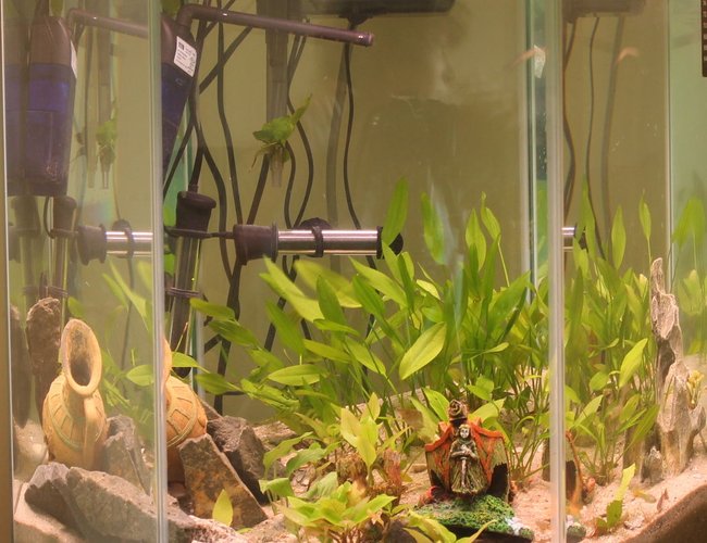 45 gallons planted tank (mostly live plants and fish) - Eel City. The fire eel is in the rocks at the bottom, and the peacock eel is half-buried between the ship and the pot, in the long grass. He's an expert hider. 45 gallons planted tank (mostly live plants and fish) - Eel City. The fire eel is in the rocks at the bottom, and the peacock eel is half-buried between the ship and the pot, in the long grass. He's an expert hider.