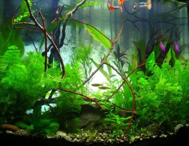 40 gallons planted tank (mostly live plants and fish) - Size 15 GALLONS
Date Started 9/2011
Lighting 25watts Ocean view bulb
Equipment filter fluvial
CO2 fish
Substrate black substrate X sand
Fertilization fish and Xcel
Plants way to many...
Inhabitants guppies, danios, shrimps, plecos, snails 40 gallons planted tank (mostly live plants and fish) - Size 15 GALLONS
Date Started 9/2011
Lighting 25watts Ocean view bulb
Equipment filter fluvial
CO2 fish
Substrate black substrate X sand
Fertilization fish and Xcel
Plants way to many...
Inhabitants guppies, danios, shrimps, plecos, snails