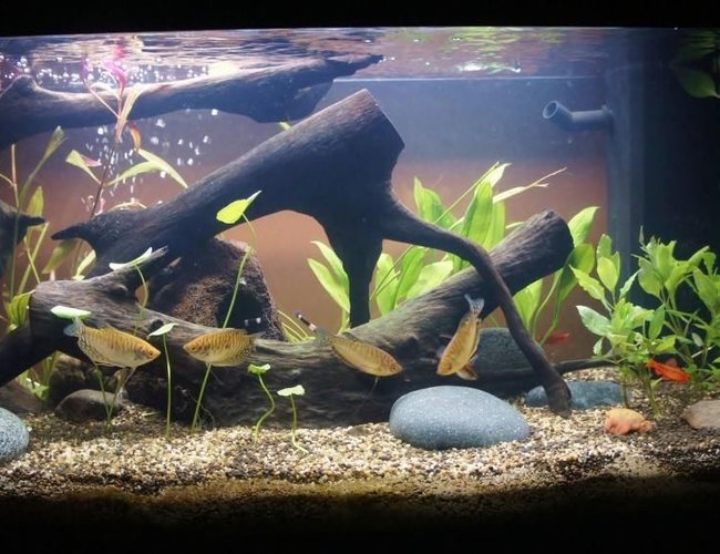 60 gallons planted tank (mostly live plants and fish) - Here is our recently updated planted
fish tank. but clearing up and maturing.
We've already got a baby plant
growing :) 60 gallons planted tank (mostly live plants and fish) - Here is our recently updated planted
fish tank. but clearing up and maturing.
We've already got a baby plant
growing :)