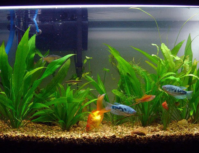 20 gallons planted tank (mostly live plants and fish) - This is one of my 5 tanks.29 gallon tank with 1 gold,some swords,killies,plattys and amazon swords. 20 gallons planted tank (mostly live plants and fish) - This is one of my 5 tanks.29 gallon tank with 1 gold,some swords,killies,plattys and amazon swords.