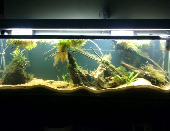 125 gallons planted tank (mostly live plants and fish) - Newly setup Amazon 125 Gallon. It was just setup on 9/11/12. 125 gallons planted tank (mostly live plants and fish) - Newly setup Amazon 125 Gallon. It was just setup on 9/11/12.