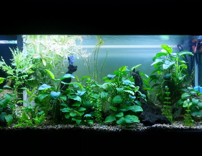 250 gallons planted tank (mostly live plants and fish) - Co2 Planted tank 250 gallons planted tank (mostly live plants and fish) - Co2 Planted tank