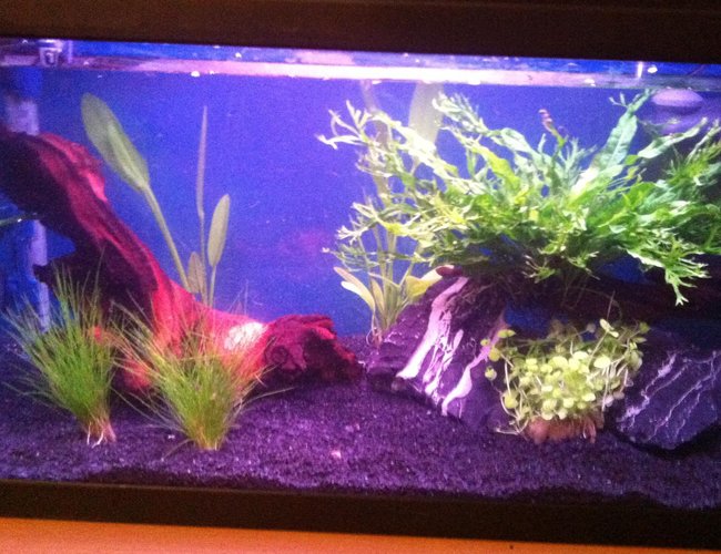 10 gallons planted tank (mostly live plants and fish) - Here is my 10 Gallon planted tank 1 week after planting 10 gallons planted tank (mostly live plants and fish) - Here is my 10 Gallon planted tank 1 week after planting