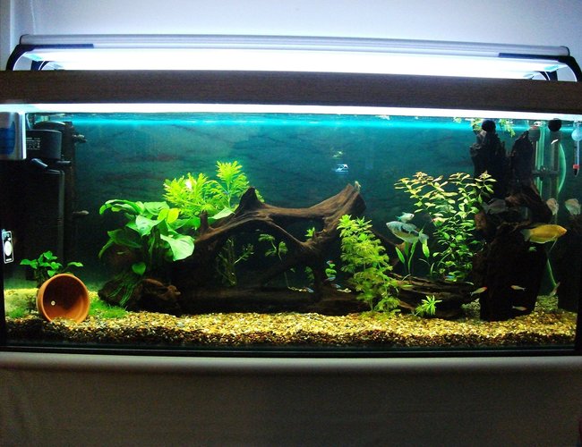 50 gallons planted tank (mostly live plants and fish) - 4ft fresh water tropical planted tank. 50 gallons planted tank (mostly live plants and fish) - 4ft fresh water tropical planted tank.