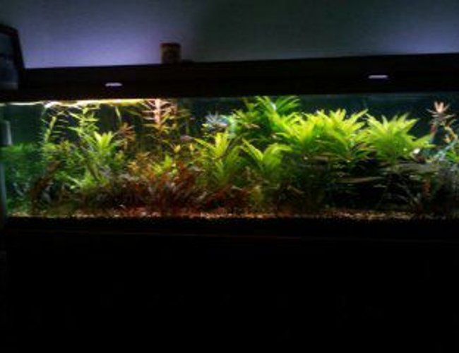 125 gallons planted tank (mostly live plants and fish) - full view 125 gallons planted tank (mostly live plants and fish) - full view