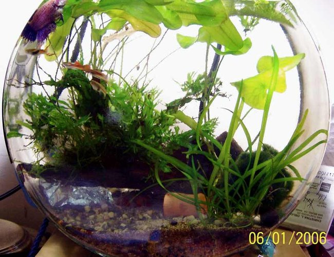 2 gallons planted tank (mostly live plants and fish) - Updated endler bowl 2 gallons planted tank (mostly live plants and fish) - Updated endler bowl