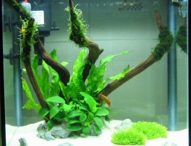 9 gallons planted tank (mostly live plants and fish) - 9Gal/35L Hidden Oasis! 9 gallons planted tank (mostly live plants and fish) - 9Gal/35L Hidden Oasis!