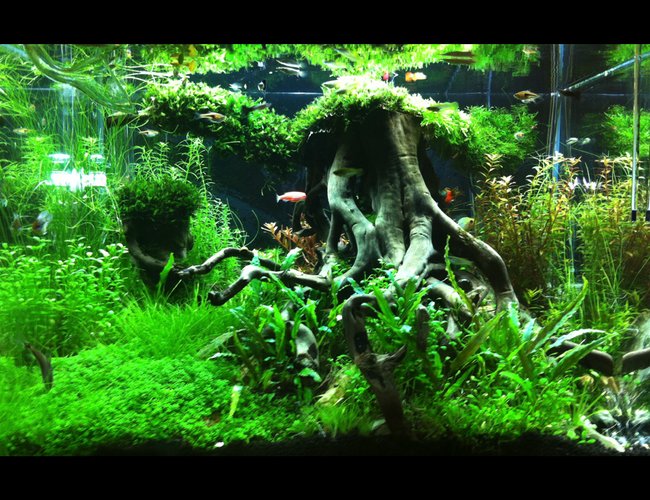 31 gallons planted tank (mostly live plants and fish) - lawrence cheung 60X45X45cm tank
Root Chaser 根风 31 gallons planted tank (mostly live plants and fish) - lawrence cheung 60X45X45cm tank
Root Chaser 根风