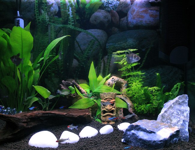 23 gallons planted tank (mostly live plants and fish) - Fluval Roma 90 23 gallons planted tank (mostly live plants and fish) - Fluval Roma 90