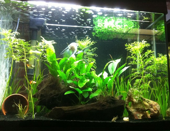 38 gallons planted tank (mostly live plants and fish) - Low light plants, apistogramma pair, guppies, angelfish, corys, and ottos 38 gallons planted tank (mostly live plants and fish) - Low light plants, apistogramma pair, guppies, angelfish, corys, and ottos