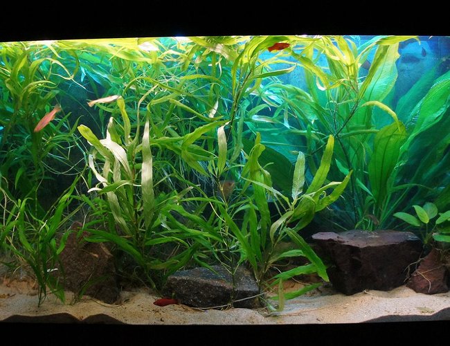 200 gallons planted tank (mostly live plants and fish) 200 gallons planted tank (mostly live plants and fish)