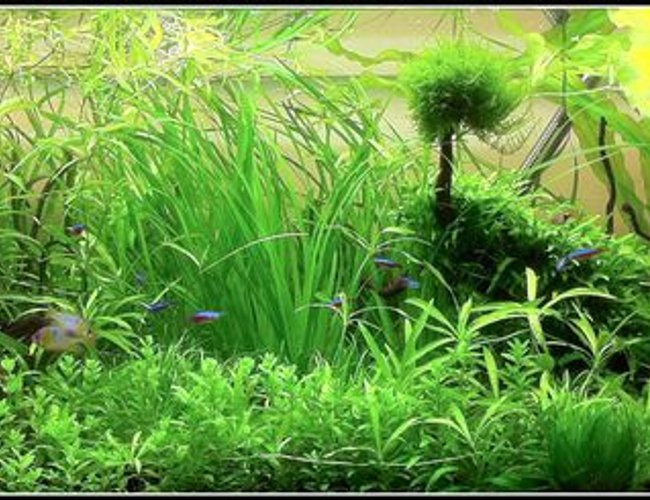 70 gallons planted tank (mostly live plants and fish) - Juwel Rio 300 Blue Ram Garden 70 gallons planted tank (mostly live plants and fish) - Juwel Rio 300 Blue Ram Garden