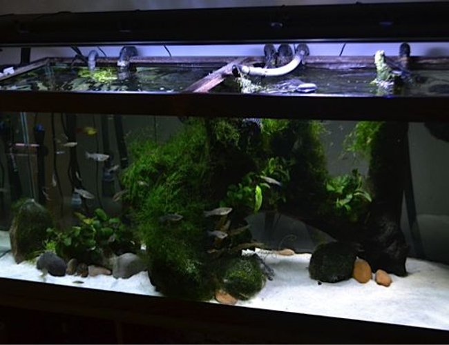 70 gallons planted tank (mostly live plants and fish) - established 2008 70 gallons planted tank (mostly live plants and fish) - established 2008