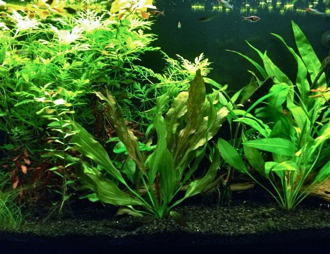 46 gallons planted tank (mostly live plants and fish) - 46G planted tank at 3 months. Weekly trimming is required due to rapid growth of wisteria and ludwiga. Red Flame Sword gets 2 or 3 new leaves each week. 46 gallons planted tank (mostly live plants and fish) - 46G planted tank at 3 months. Weekly trimming is required due to rapid growth of wisteria and ludwiga. Red Flame Sword gets 2 or 3 new leaves each week.