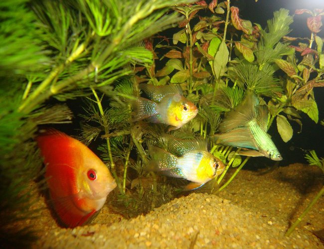 130 gallons planted tank (mostly live plants and fish) - discus, ram, betta in a 6 ft planted tank closeup 130 gallons planted tank (mostly live plants and fish) - discus, ram, betta in a 6 ft planted tank closeup