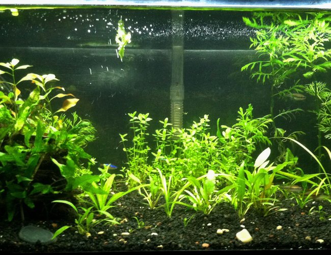 20 gallons planted tank (mostly live plants and fish) - 20 Gallon Planted tank. Low Tech tank. Scape # 2 20 gallons planted tank (mostly live plants and fish) - 20 Gallon Planted tank. Low Tech tank. Scape # 2