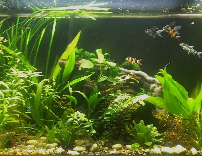 125 gallons planted tank (mostly live plants and fish) - 250 watts of pink and blue spectrum lights, co2 injection, api leaf zone nutrients, co2 booster, and root tabs. 2 cascade 1500 canister filters. 125 gallons planted tank (mostly live plants and fish) - 250 watts of pink and blue spectrum lights, co2 injection, api leaf zone nutrients, co2 booster, and root tabs. 2 cascade 1500 canister filters.