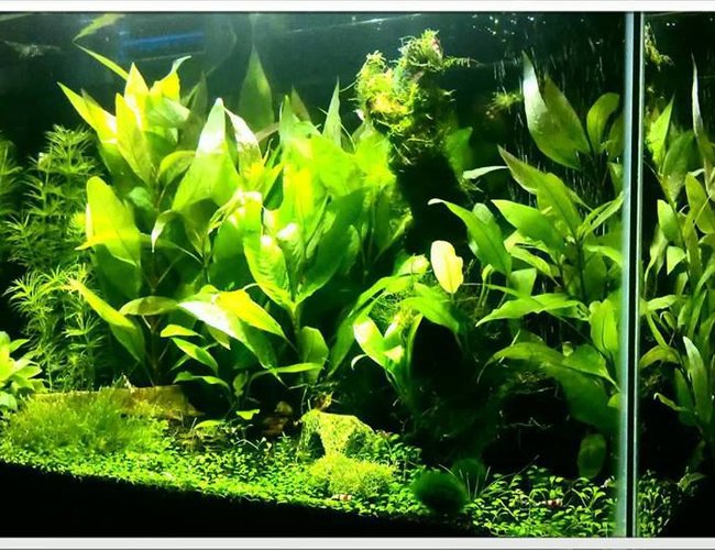 40 gallons planted tank (mostly live plants and fish) - 20G Freshwater. Temple, Anubias, Glossostigma, Flame Moss, X-Mas Moss, Java Moss. Double Bright LED, Fluval Shrimp Substrate. Crystal Red Shrimp, Crystal Black Shrimp, Blue Rili Shrimp, Otto Cat. 40 gallons planted tank (mostly live plants and fish) - 20G Freshwater. Temple, Anubias, Glossostigma, Flame Moss, X-Mas Moss, Java Moss. Double Bright LED, Fluval Shrimp Substrate. Crystal Red Shrimp, Crystal Black Shrimp, Blue Rili Shrimp, Otto Cat.