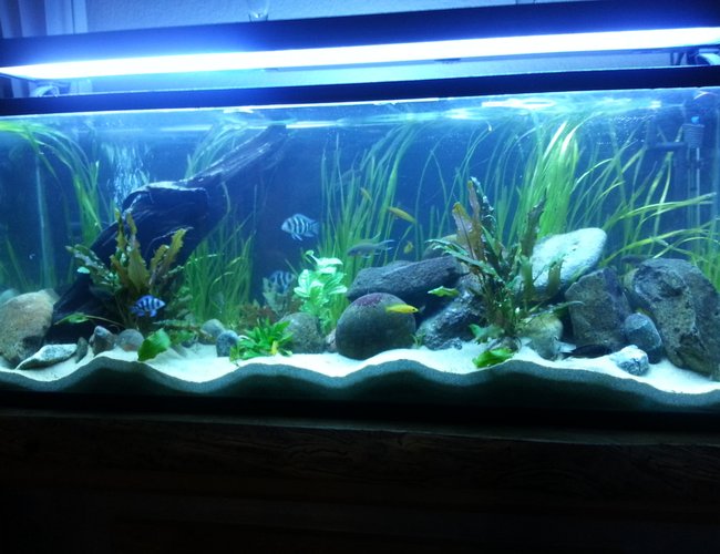 70 gallons planted tank (mostly live plants and fish) - Planted tang tank 70 gallons planted tank (mostly live plants and fish) - Planted tang tank